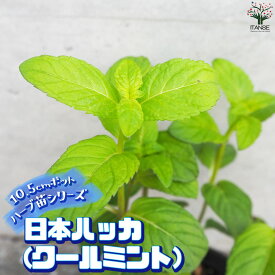 【送料無料】ハーブ苗 日本ハッカ ( クールミント ) ハーブの苗 10.5cmポット herb ハーブ ハーブ苗 ガーデニング 家庭菜園 送料無料 即納