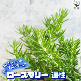 【送料無料】ハーブ苗 ローズマリー 這性 ( はいせい ) ハーブの苗 10.5cmポット herb ハーブ ハーブ苗 ガーデニング 家庭菜園 送料無料 即納
