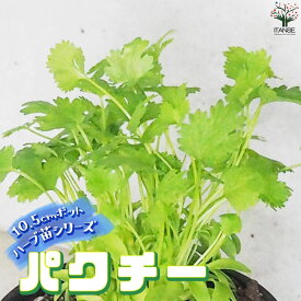 【SS期間★ポイントUP】ハーブ苗 パクチー【ハーブの苗 10.5cm】herb ハーブ ハーブ苗 ガーデニング 家庭菜園