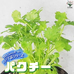 yzn[uc pN`[ n[u̕c 10.5cm herb n[u n[uc RA_[ K[fjO ƒ؉  [