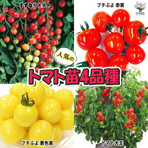 ySSԑSi10OFFzlC̃g}gc4iZbg ؕc 9cm|bgc iFg}g剤 Ȃg}g v`Ղ2 Ԏ v`Ղ扩F ~jg}gc Zbgi Zbg̔ 