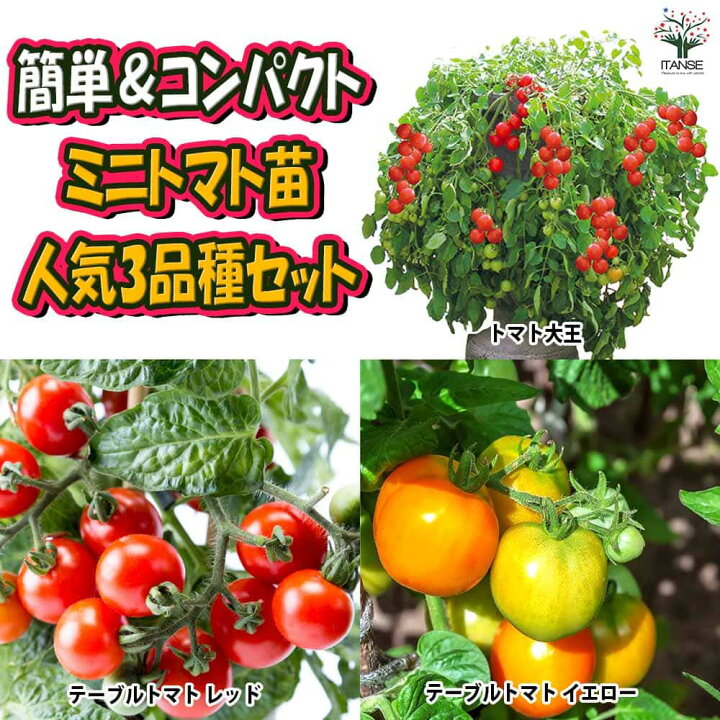 楽天市場】【送料無料・セット5/6】人気の場所いらず楽々栽培 矮性  