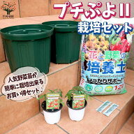 【マラソン期間P5倍】ミニトマト苗 プチぷよ2 赤実 お買い得！栽培セット 野菜の苗 9cm〜10.5cmポット苗 …