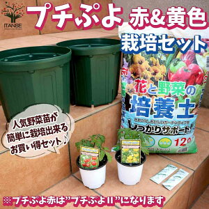 yzv`Ղ2 Ԏv`Ղ扩F I͔|Zbg ؂̕c 9cm`10.5cm|bgc 2Zbg ͔|Zbg X^[^[Zbg ͔|Lbg ̂܂܍͔|Zbg ؕc n