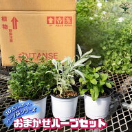 【送料無料】人気のハーブ苗 おまかせハーブ セット おうちで簡単！育てやすい10.5cmポットハーブ苗シリ…