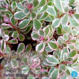 y}\ԁ|Cg5{zZ_ R[JTXL\E gJ[ A 3|bgc OhJo[c R[JTXL\E gJ[ OhJo[ A ϗtA r