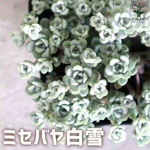 yz~Zo  ( ~Zo ) OhJo[c A2.5`3|bg Z_ P[vuR Z_ XpXtHE Vo[[t F Mtg v[g  