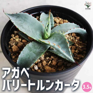 yzAKx o[gJ[^ 3.5|bg rO ItBX  CeA ^  IV Ă₷ j j  [