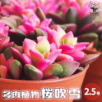 楽天市場】ピンク色 多肉（観葉植物｜花・観葉植物）：花・ガーデン 