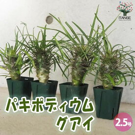 【送料無料】パキポディウム グアイ Mサイズ 多肉植物 2.5号〜3号グリーンスリット鉢 塊根植物 サボテン 発根 観葉植物 リビング 送料無料 即納