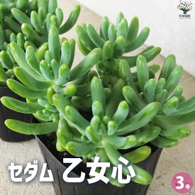 【送料無料】セダム 乙女心 オトメゴコロ【多肉植物 3号ポット】グランドカバー 観葉植物 リビング オフィス インテリア