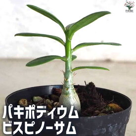 【送料無料】パキポディウム ビスピノーサム 多肉植物 2号鉢 塊根植物 コーデックス 多肉植物 観葉植物 送料無料 即納