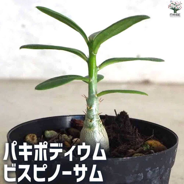 楽天市場】【P2倍☆マラソン中】ITANSE パキポディウム ビスピノーサム 