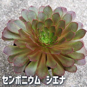 yzZ|jE VGi A 4|bg    z Ϗܗp RpNg K[fjO  [