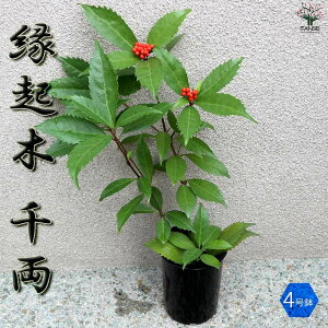 y}\N[|zzz 痼 ( ZE )  4O|bg  A Ԗ  Ϗܗp Ϗ܉l  IV lCi ƒ؉ K[fjO IuWF V M