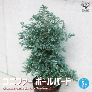 yzRjt@[ {[o[h  5|bg u[o[h Chamaecyparis pisifera Boulevard qmL u[o[h jt V{c[  [