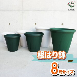 yz͂蔫  8  |bg v^[ ؉ ƒ؉ K[fjO  [