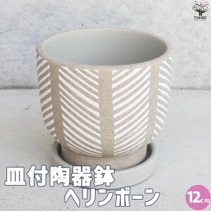 �y���������z�M�t���픫 �w�����{�[�� ���� 12cm �A�ؔ� �� ���A�� �v�����^�[ ���� ������� ���󂯎M �k�� �������� ���[