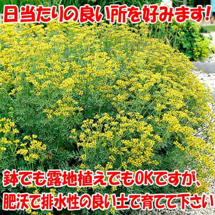 楽天市場 送料無料 蚊よらず ネコよらず ハーブ苗 9cmポット 各2個合計4個セット アルテメシア サザンウッド ルー ヘンルーダ 蚊よらず苗 虫除けの苗 虫除けのハーブ 蚊よらずの苗 虫よけハーブ ネコ寄らず苗 猫よけのハーブ 天然ハーブ 忌避 ガーデニング 植物 楽天市場 送料無料 蚊よらず ネコよらず ハーブ苗 9cmポット 各2個合計4個セット アルテメシア サザンウッド ルー ヘンルーダ 蚊よらず苗 虫除けの苗 虫除けのハーブ 蚊よらずの苗 虫よけハーブ ネコ寄らず苗 猫よけのハーブ 天然ハーブ 忌避 ガーデニング 植物