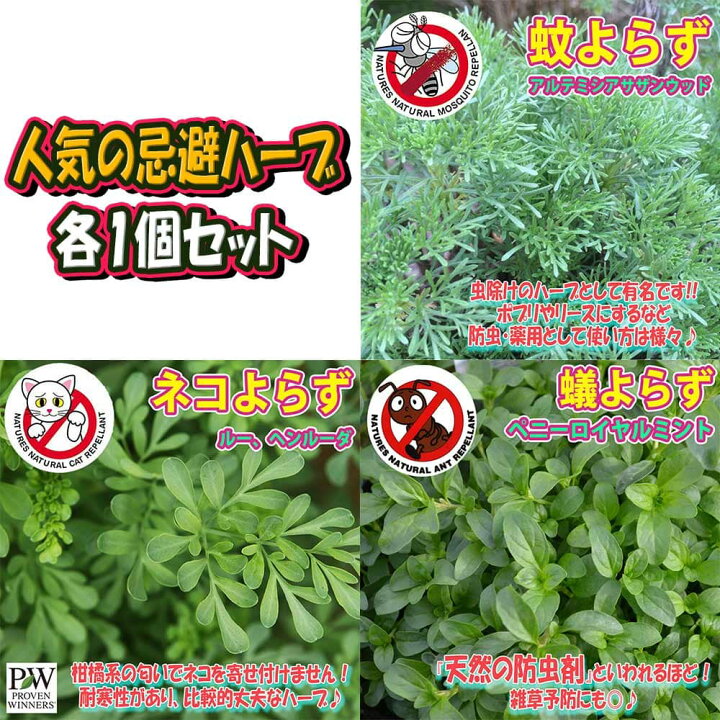楽天市場 送料無料 蚊よらず ネコよらず アリよらず ハーブ苗 9cmポット 各1個合計3個セット アルテメシア サザンウッド ルー ヘンルーダ ペニーロイヤルミント 蚊よらず苗 虫除けの苗 虫除けのハーブ 蚊よらずの苗 虫よけハーブ ネコ寄らず苗 猫よけのハーブ