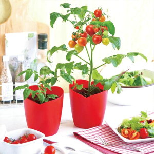 家庭菜園 鉢 種の人気商品 通販 価格比較 価格 Com