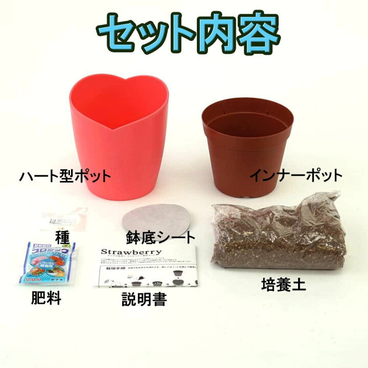 ストロベリー いちご 栽培セット 発芽保障 ピンクの花 栽培キット かんたん 秋 ランキングtop10 ストロベリー いちご 栽培セット 発芽保障 ピンクの花 栽培キット かんたん 秋 ランキングtop10