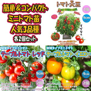 トマト 苗 黄色の人気商品 通販 価格比較 価格 Com