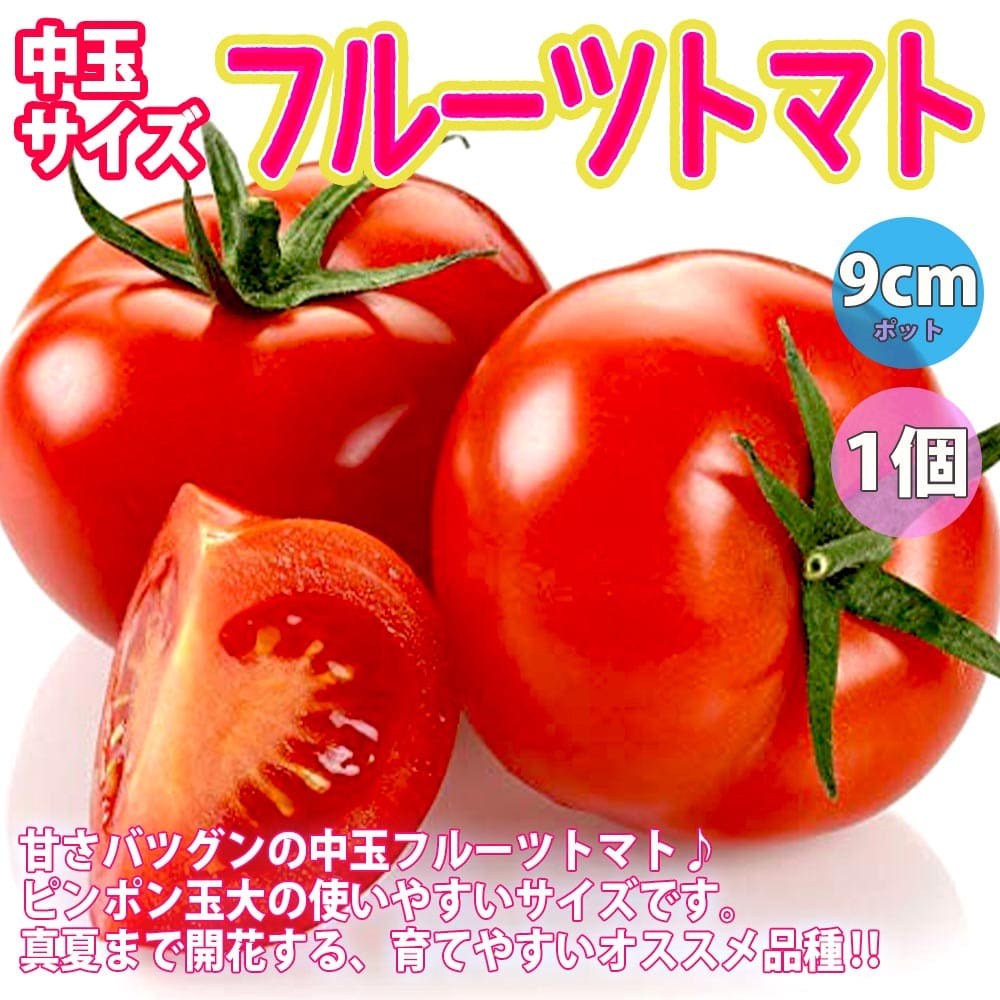 楽天市場】【送料無料・セット7】人気の極甘フルーツトマト系トマト苗 