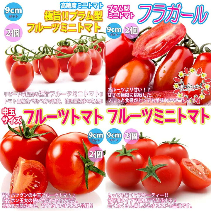 送料無料 固定種の美味しいトマトの苗10 5cmポット 合計8個セット