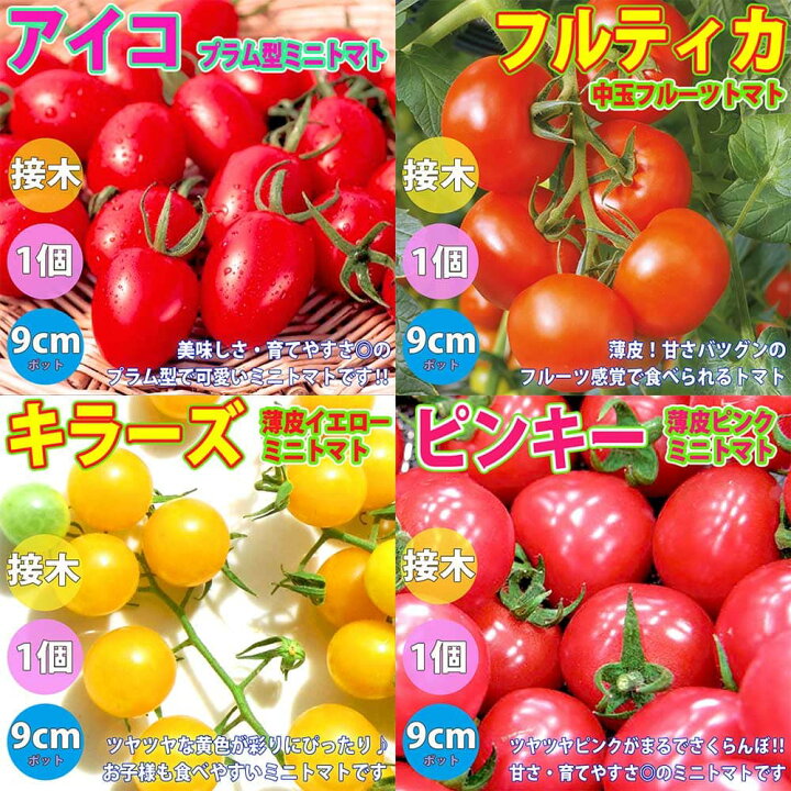 楽天市場 送料無料 セット12 人気 絶対オススメのトマト苗 接木 4品種各1個セット 野菜苗 9cmポット接ぎ木苗 各1個 合計4個 セット品種 アイコ プラム型ミニトマト フルティカ フルーツトマト キラーズ ピンキー 植物販売のｉｔａｎｓｅ楽天市場店