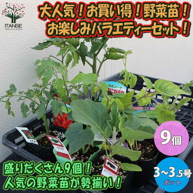 【送料無料】大人気！お買い得！野菜苗お楽しみバラエティーセット【野菜苗9～10.5cmポット／9個セット】トマト苗 ナス苗 キュウリ苗 ピーマン苗は必ず入る！※ナス・キュウリは9月末までの出荷になります。品種の指定は出来ません。