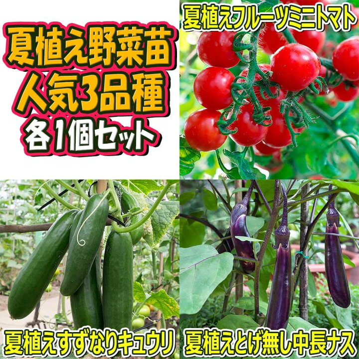 楽天市場 送料無料 セット21 夏植え 人気のトマト苗 きゅうり苗 なすび苗セット 野菜苗 9cmポット自根苗 各1個 合計3個 セット品種 夏 植えフルーツミニトマト 夏植えすずなりキュウリ 夏植えとげ無し中長ナス 家庭菜園 ガーデニング 簡単栽培 ベランダ菜園