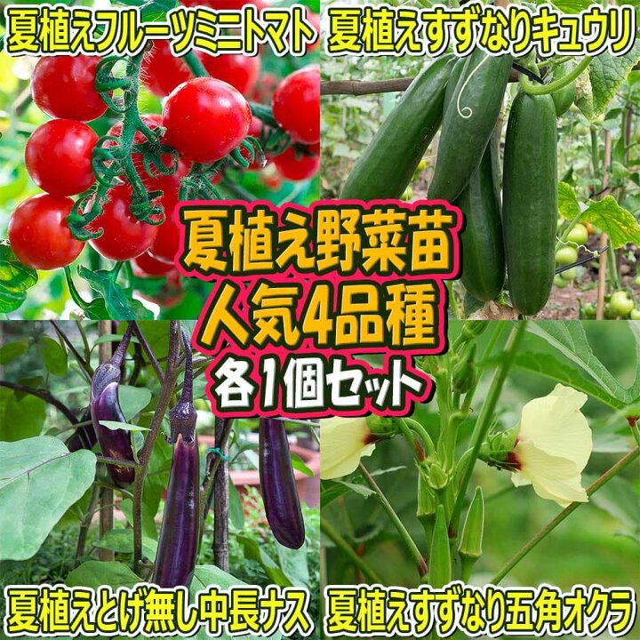 楽天市場 送料無料 セット26 夏植え 人気のトマト苗 きゅうり苗 なすび オクラ苗セット 野菜苗 9cmポット自根苗 各1個 合計4個 セット品種 夏植えフルーツミニトマト 夏植えすずなりキュウリ 夏植えとげ無し中長ナス 夏植えすずなり五角オクラ 家庭菜園