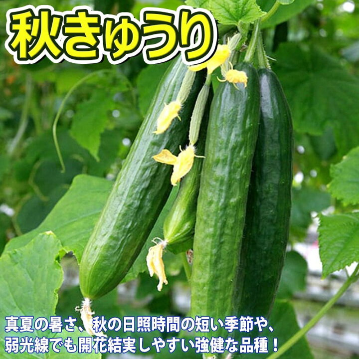 1044円 入園入学祝い 人気の秋野菜3種セットセット品種