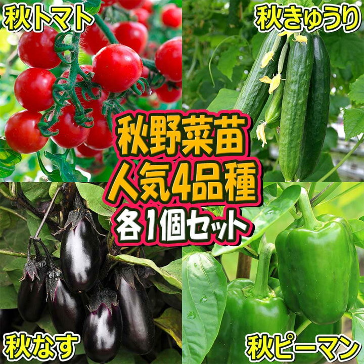 楽天市場 送料無料 セット28 人気の秋野菜4種セット 野菜苗 9cmポット自根苗 各1個 合計4個 セット品種 秋トマト 秋きゅうり 秋なすび 秋ピーマン 家庭菜園 ガーデニング ベランダ菜園 トマト苗 キュウリ苗 ナス苗 セット販売 セット商品 お買い得セット