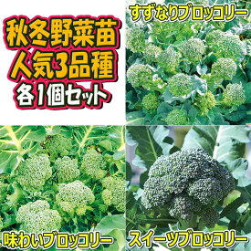 【送料無料】人気の秋冬野菜苗3品種セット 野菜苗 9cmポット自根苗 各1個 合計3個 セット品種：すずなりブロッコリー 味わいブロッコリー スイーツブロッコリー 家庭菜園 ベランダ菜園 ブロッコリー苗 セット販売 セット商品 送料無料 即納