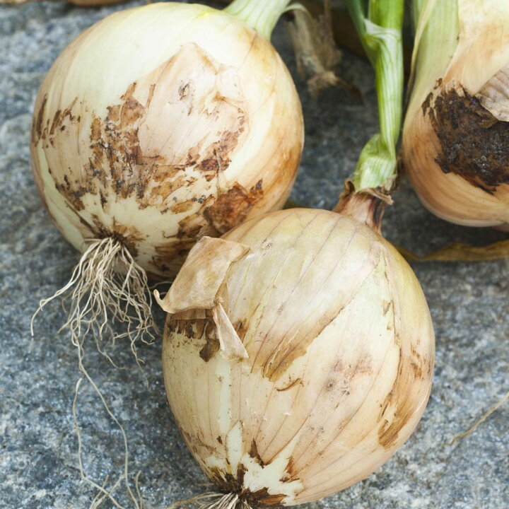 楽天市場 送料無料 ホームたまねぎ 種球根 ネット詰め野菜球根 充填時100g 1袋 ホームタマネギ種 ホームタマネギ球根 ホーム玉ねぎ球根 ホーム 玉ねぎ種 家庭菜園 初心者 簡単 苗 裸球 株 家庭菜園 ガーデニング プランター 鉢植え ベランダ菜園 玉葱 植物販売の