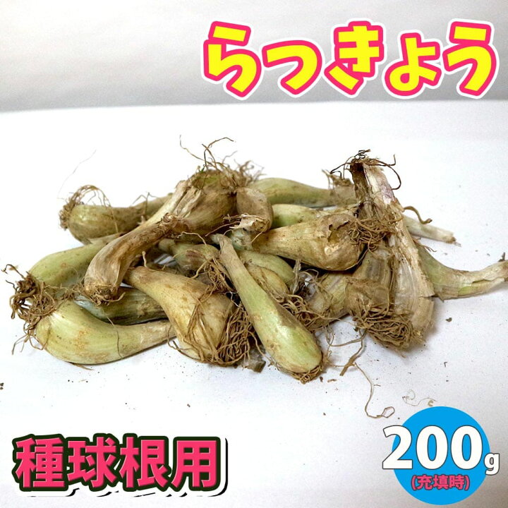 楽天市場】ITANSE らっきょう 種球根 ネット詰め野菜球根 充填時200g 1 