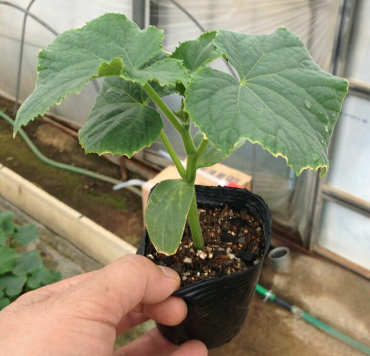 楽天市場 送料無料 夏すずみ きゅうり 自根苗9cmポット 2個セット 野菜苗 キュウリ苗 きゅうり苗 胡瓜 ベランダ 露地栽培 Cucumbers 春野菜 夏野菜 春植え 夏植え 人気 品種 ハウス栽培 植物販売のｉｔａｎｓｅ楽天市場店