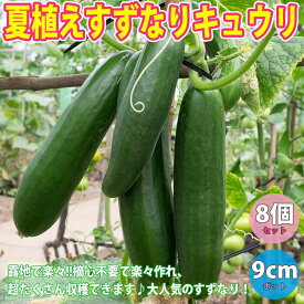楽天市場 プランター きゅうり 栽培の通販