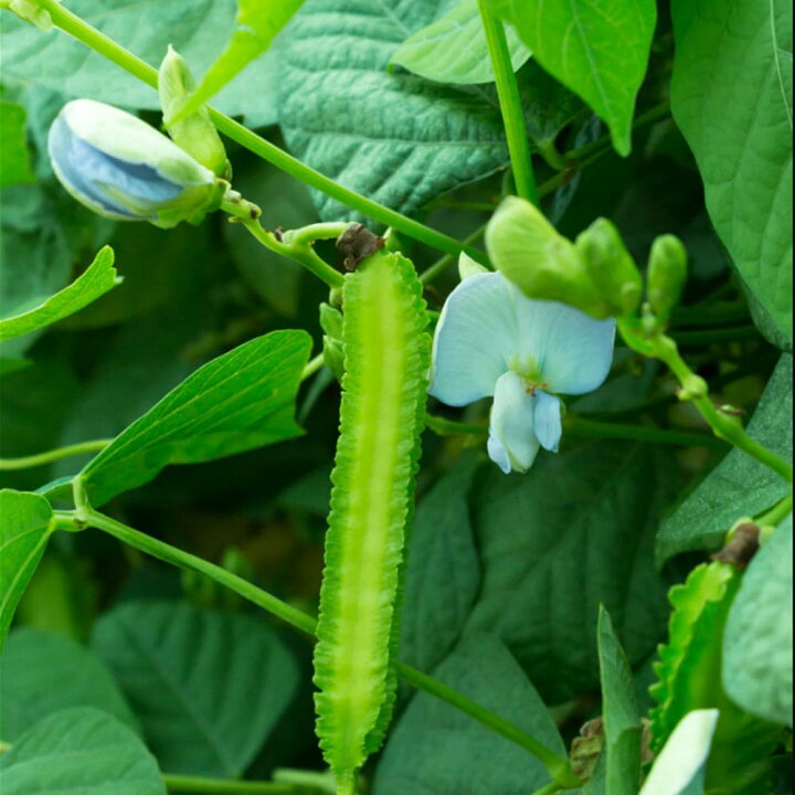 楽天市場 送料無料 うりずん四角豆 シカクマメ 野菜苗 9cmポット実生苗 4個セット シカクマメ苗 四角豆苗 しかくまめ苗 エンドウ豆 えんどう豆 うりずん ウリズン 琉球野菜 四角まめ 珍しい野菜 ガーデニング 家庭菜園 ベランダ 露地栽培 簡単栽培 春野菜 夏野菜 楽天市場 送料無料 うりずん四角豆 シカクマメ 野菜苗 9cmポット実生苗 4個セット シカクマメ苗 四角豆苗 しかくまめ苗 エンドウ豆 えんどう豆 うりずん ウリズン 琉球野菜 四角まめ 珍しい野菜 ガーデニング 家庭菜園 ベランダ 露地栽培 簡単栽培 春野菜 夏野菜