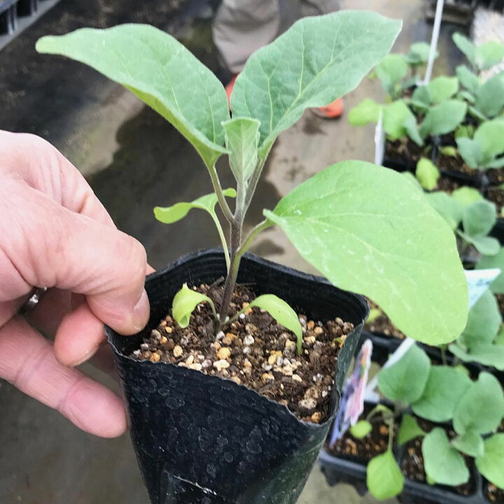 楽天市場 送料無料 夏植えすずなりナス 長ナス 野菜苗 9cmポット実生苗 2個セット 耐暑性 強健品種 ナス苗 なす苗 ナスビ苗 なすび苗 茄子苗 家庭菜園 ガーデニング ベランダ 簡単栽培 鉢植え 庭植え プランター 人気 品種 植物販売のｉｔａｎｓｅ楽天市場店