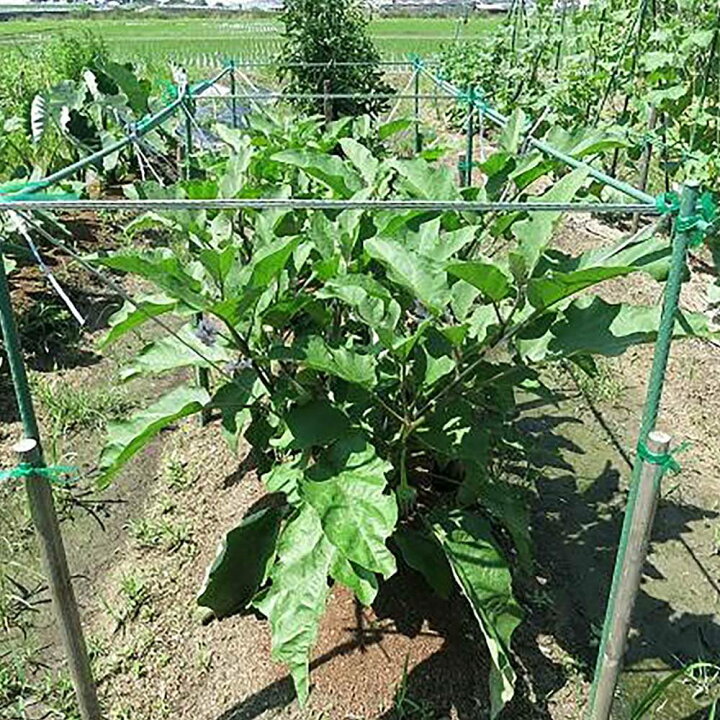 894円 【★安心の定価販売★】 ナス苗 すずなりトロトロなす 長ナスタイプ 野菜苗 自根苗 10.5cmポット 2個セット 894円 【★安心の定価販売★】 ナス苗 すずなりトロトロなす 長ナスタイプ 野菜苗 自根苗 10.5cmポット 2個セット