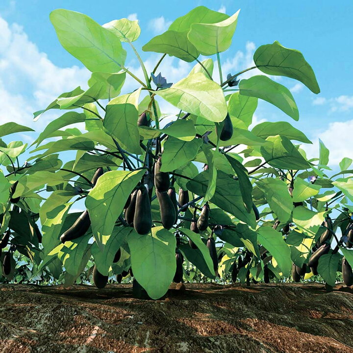 楽天市場 送料無料 夏植えすずなりナス 長ナス 野菜苗 9cmポット実生苗 お買い得4個セット 耐暑性 強健品種 ナス苗 なす苗 ナスビ苗 なすび苗 茄子苗 家庭菜園 ガーデニング ベランダ 簡単栽培 鉢植え 庭植え プランター 人気 品種 植物販売のｉｔａｎｓｅ楽天市場店