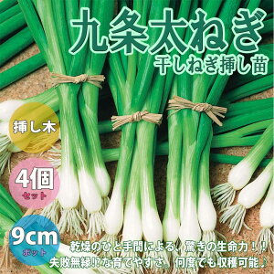 苗 九条 ネギの人気商品 通販 価格比較 価格 Com