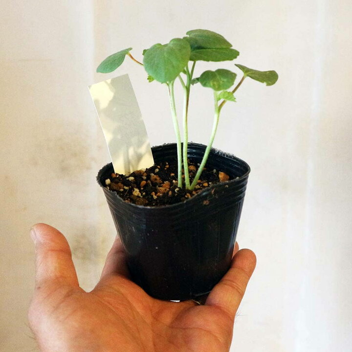 楽天市場 送料無料 オクラ苗 夏ねばり 野菜苗 9cmポット実生苗 お買い得8個セット オクラ苗 おくら苗 家庭菜園 ガーデニング ベランダ 簡単栽培 露地栽培 ハウス栽培 鉢植え プランター 人気野菜 夏野菜 植物販売のｉｔａｎｓｅ楽天市場店