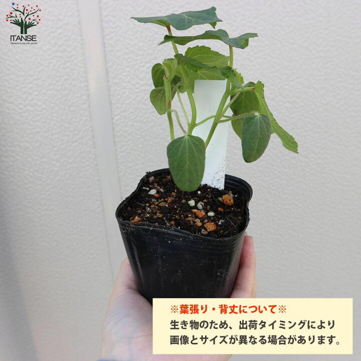楽天市場 送料無料 夏植えすずなり5角オクラ 野菜苗 9cmポット実生苗 4個セット 耐暑性 強健品種 オクラ苗 おくら苗 家庭菜園 ガーデニング ベランダ 簡単栽培 露地栽培 ハウス栽培 鉢植え プランター 人気野菜 夏野菜 植物販売のｉｔａｎｓｅ楽天市場店