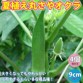 楽天市場 丸オクラ 苗の通販