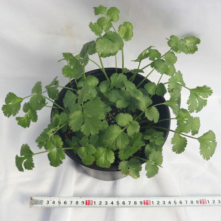 楽天市場 送料無料 パクチー苗 品種 晩抽性コリアンダー エスニカン 野菜苗18cmポット 大苗 1個 スティック肥料2本 ぱくちー苗 こりあんだー苗 ハーブ ハーブ苗 香菜 シャンツァイ シャンサイ 香味野菜 ベランダ 植物販売のｉｔａｎｓｅ楽天市場店