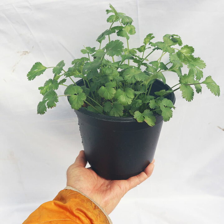 楽天市場 送料無料 パクチー苗 品種 晩抽性コリアンダー エスニカン 野菜苗18cmポット 大苗 1個 スティック肥料2本 ぱくちー苗 こりあんだー苗 ハーブ ハーブ苗 香菜 シャンツァイ シャンサイ 香味野菜 ベランダ 植物販売のｉｔａｎｓｅ楽天市場店